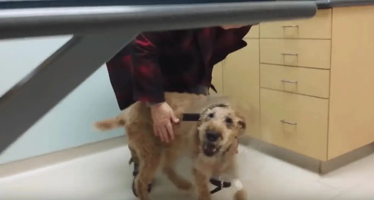 Il commovente video del cane Duffy