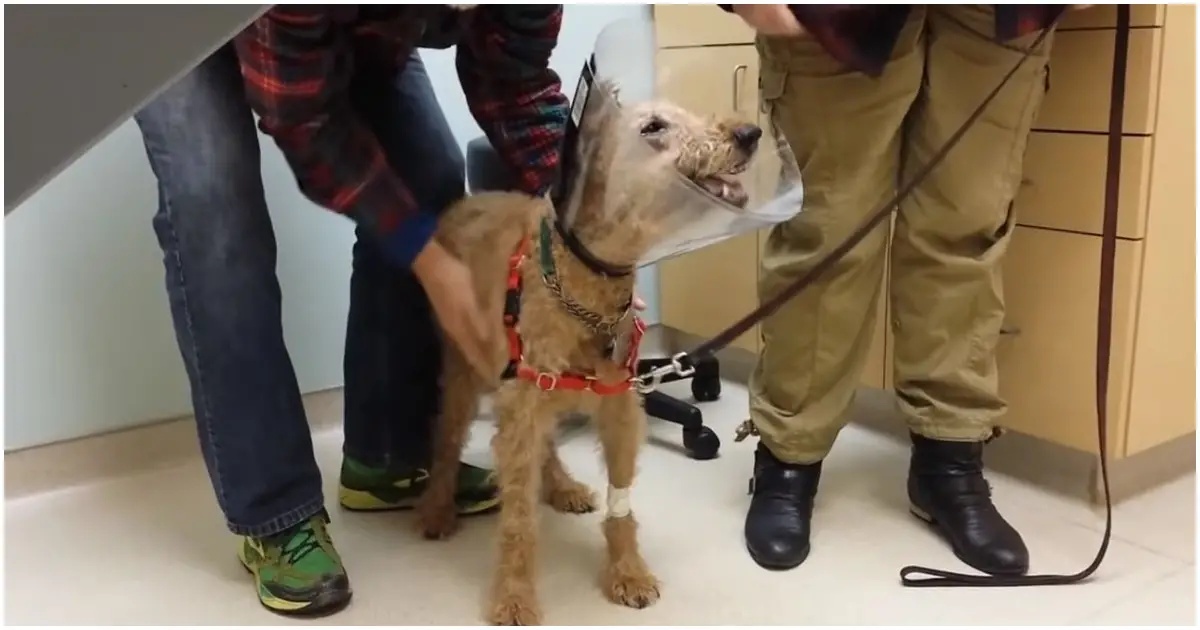 Il commovente video del cane Duffy