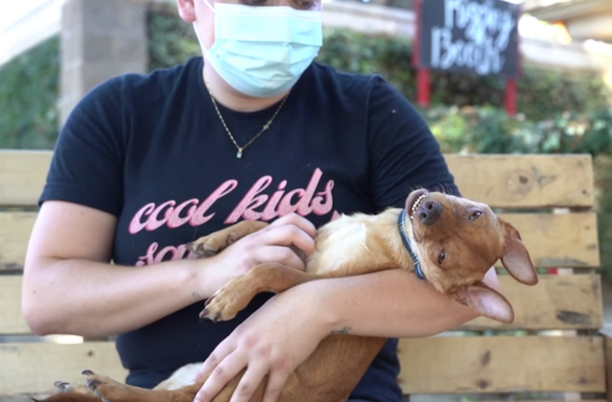 La storia del cagnolino Jasper