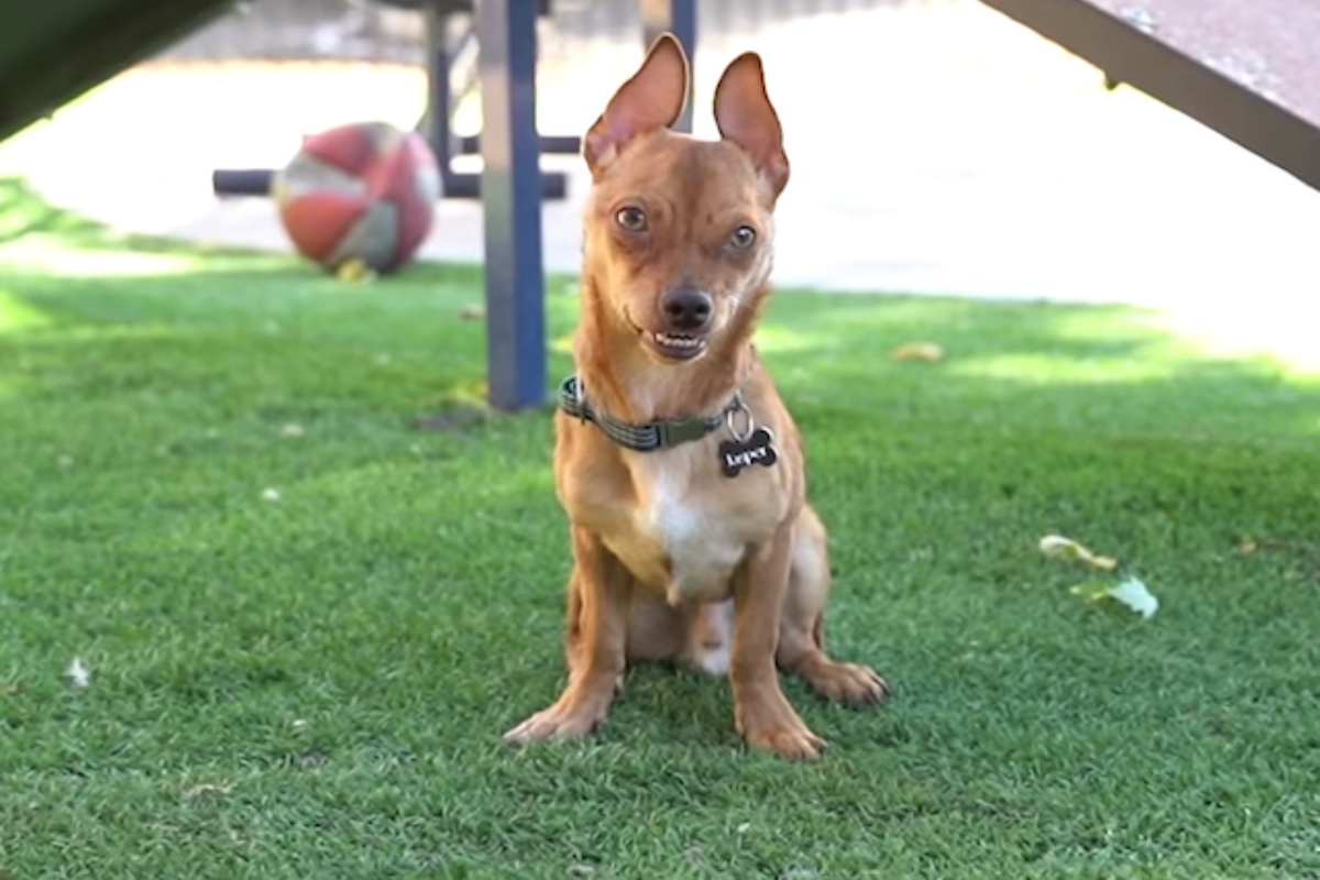 La storia del cagnolino Jasper