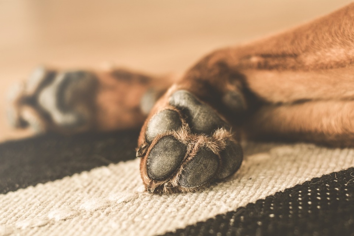 La minaccia alla cagnolina Jolene