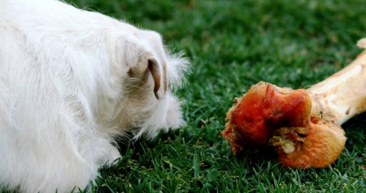 La minaccia alla cagnolina Jolene