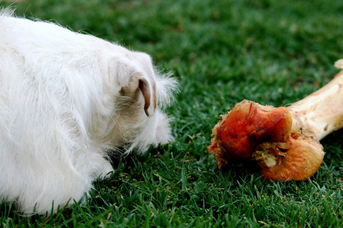 La minaccia alla cagnolina Jolene