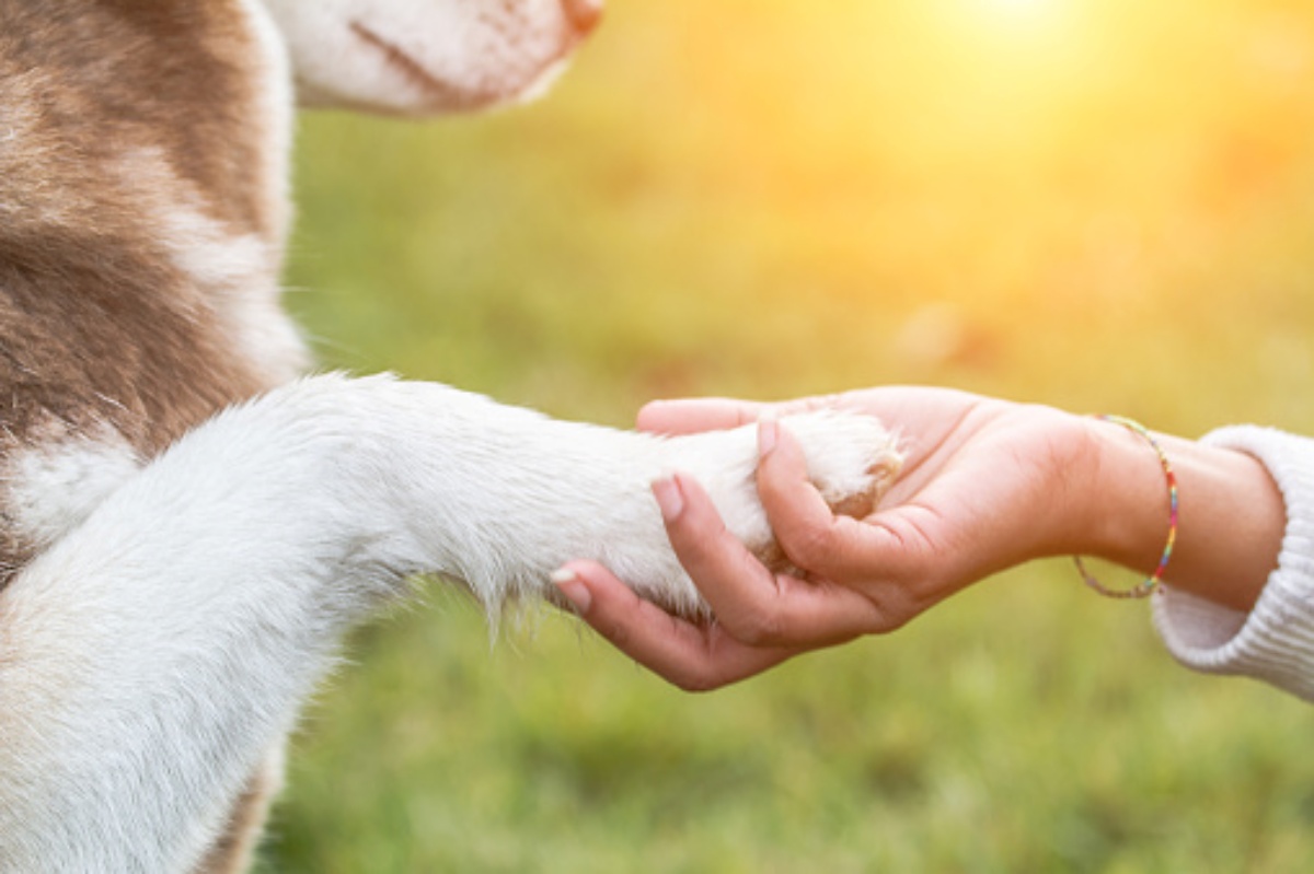 La minaccia alla cagnolina Jolene