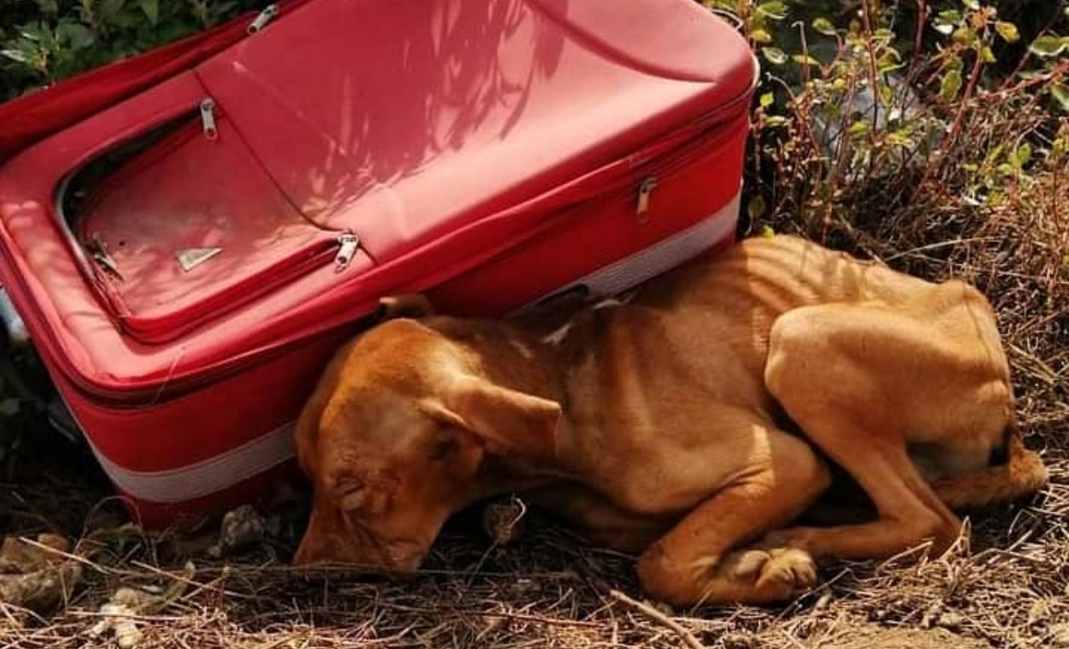 La storia del cane Kei: trovato in gravi condizioni e con lo stomaco pieno di pietre