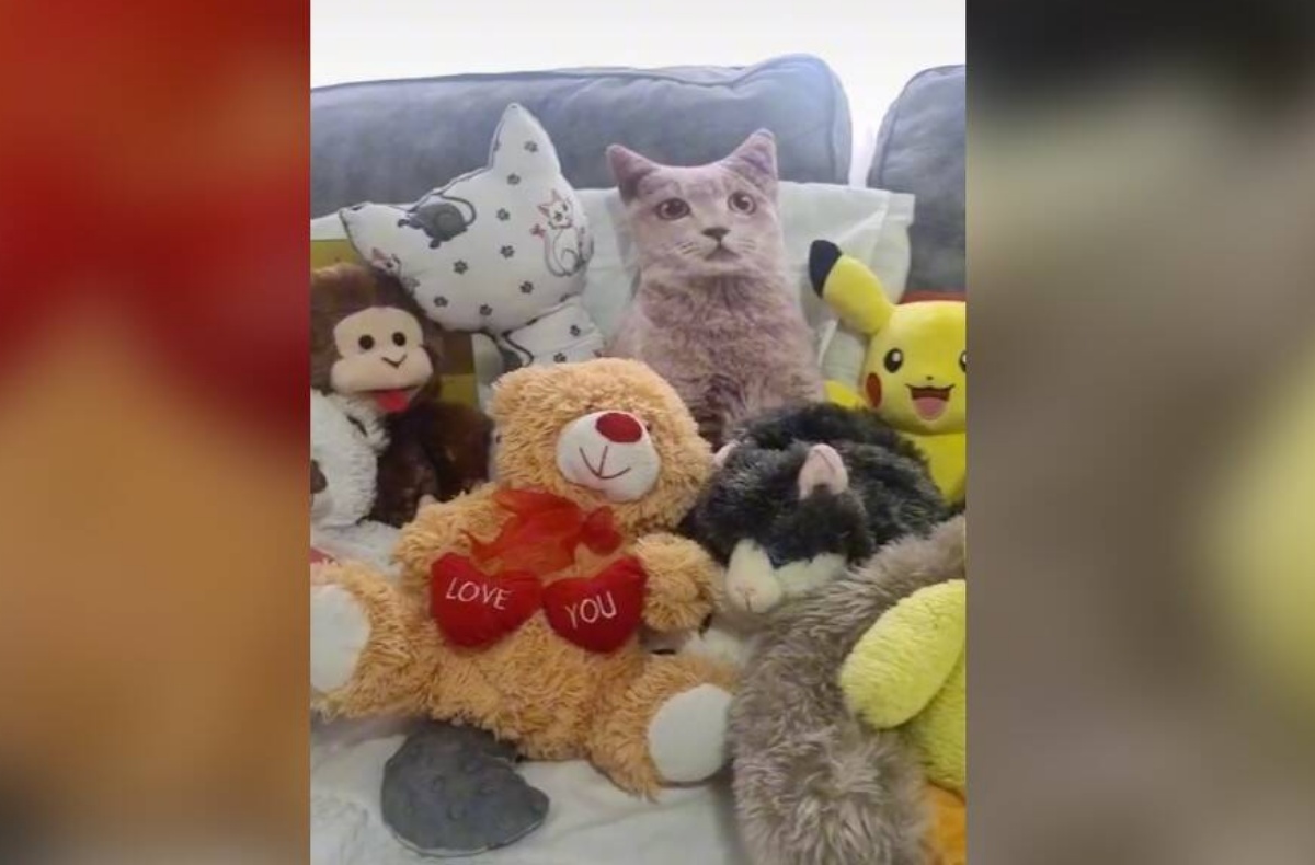 Nessuno riesce a trovare il gatto Larry nella foto. E voi, ci riuscite?