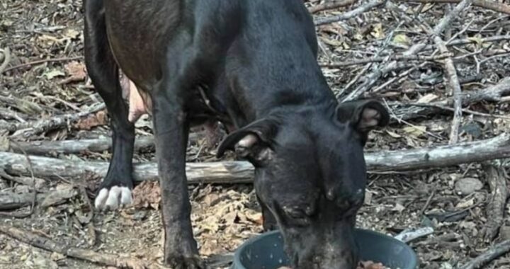Marnie Waller salva la vita a una mamma cane e ai suoi 8 bambini