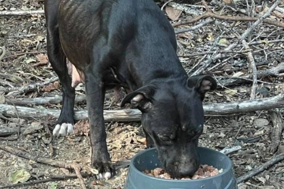 Marnie Waller salva la vita a una mamma cane e ai suoi 8 bambini