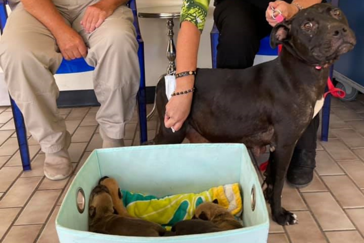 Marnie Waller salva la vita a una mamma cane e ai suoi 8 bambini