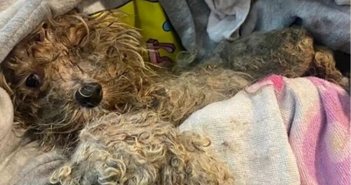 Il salvataggio del cane Mateo