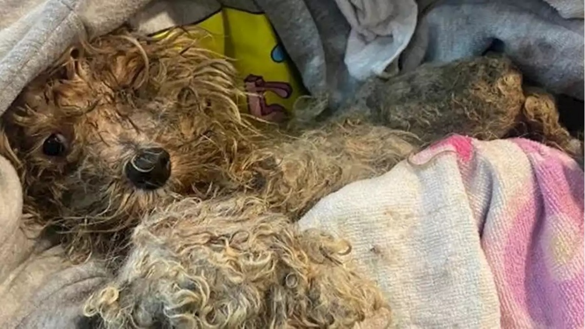 Il salvataggio del cane Mateo