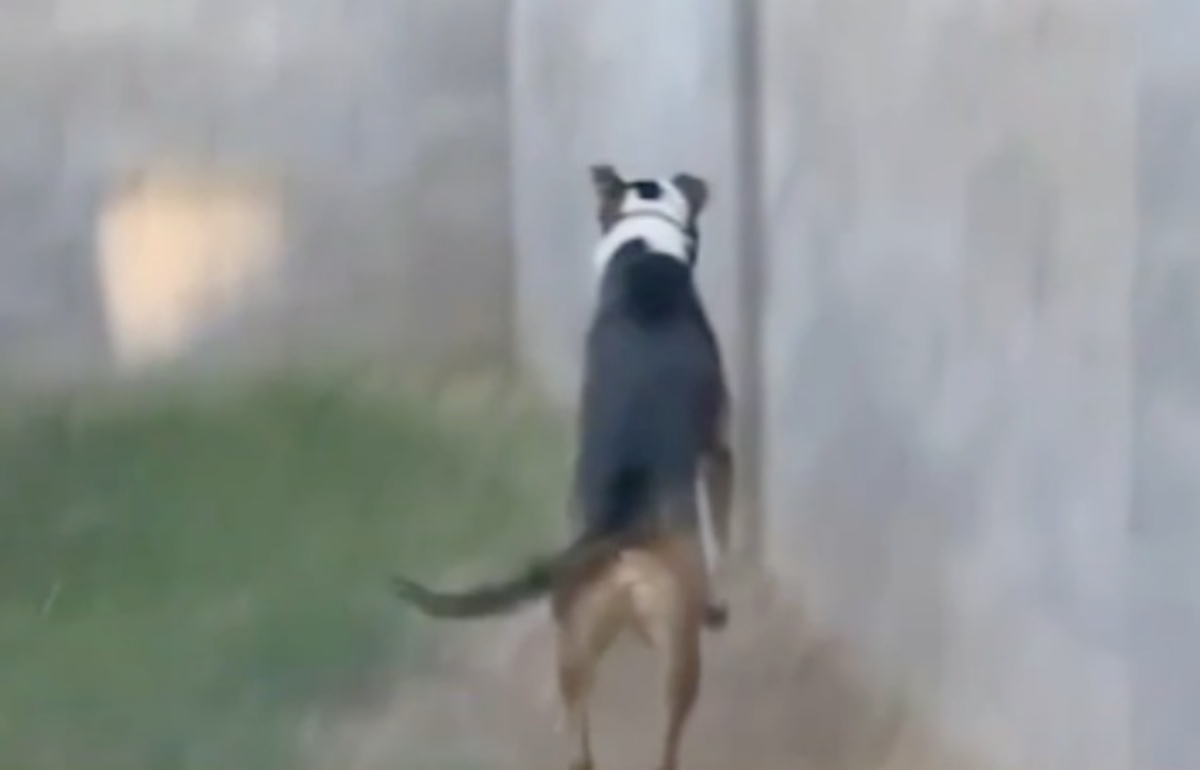 Il video del cane saltatore Max