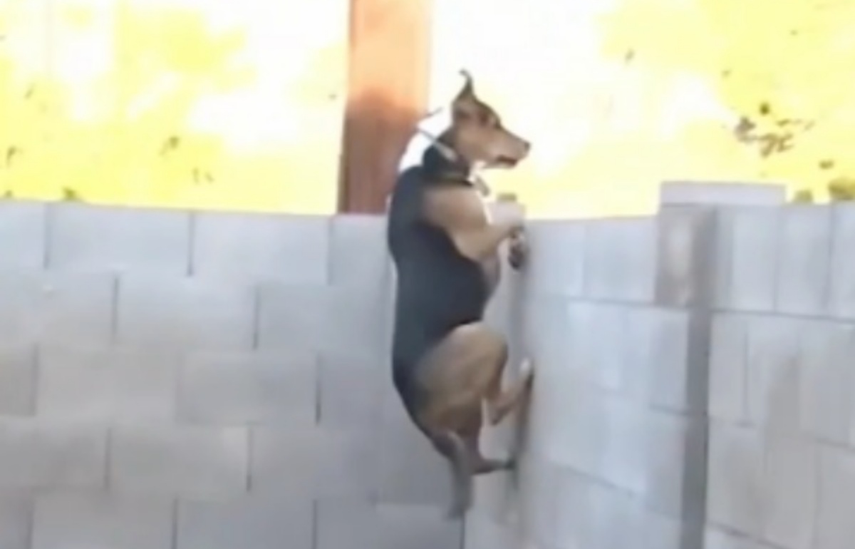 Il video del cane saltatore Max