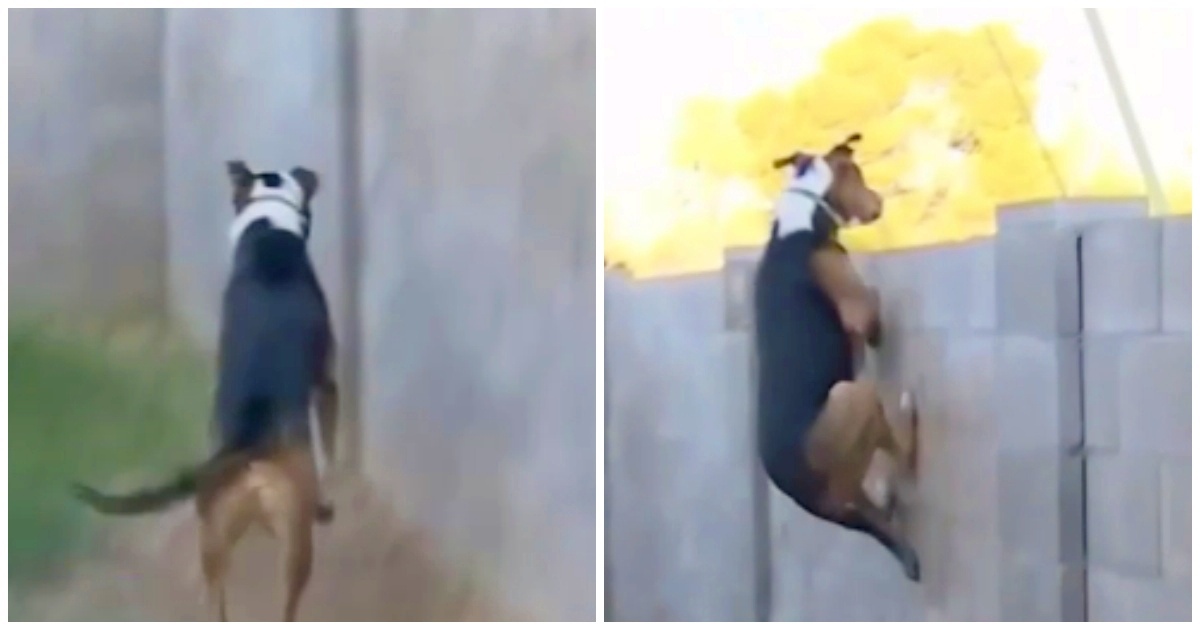 Il video del cane saltatore Max