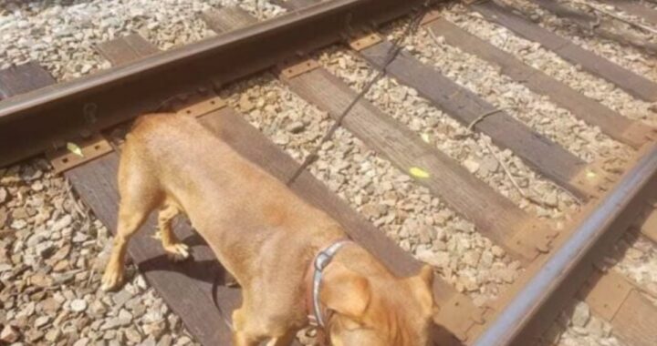 Il salvataggio del cane Max