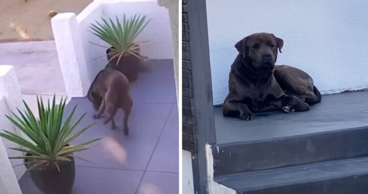 La storia del cane Mello