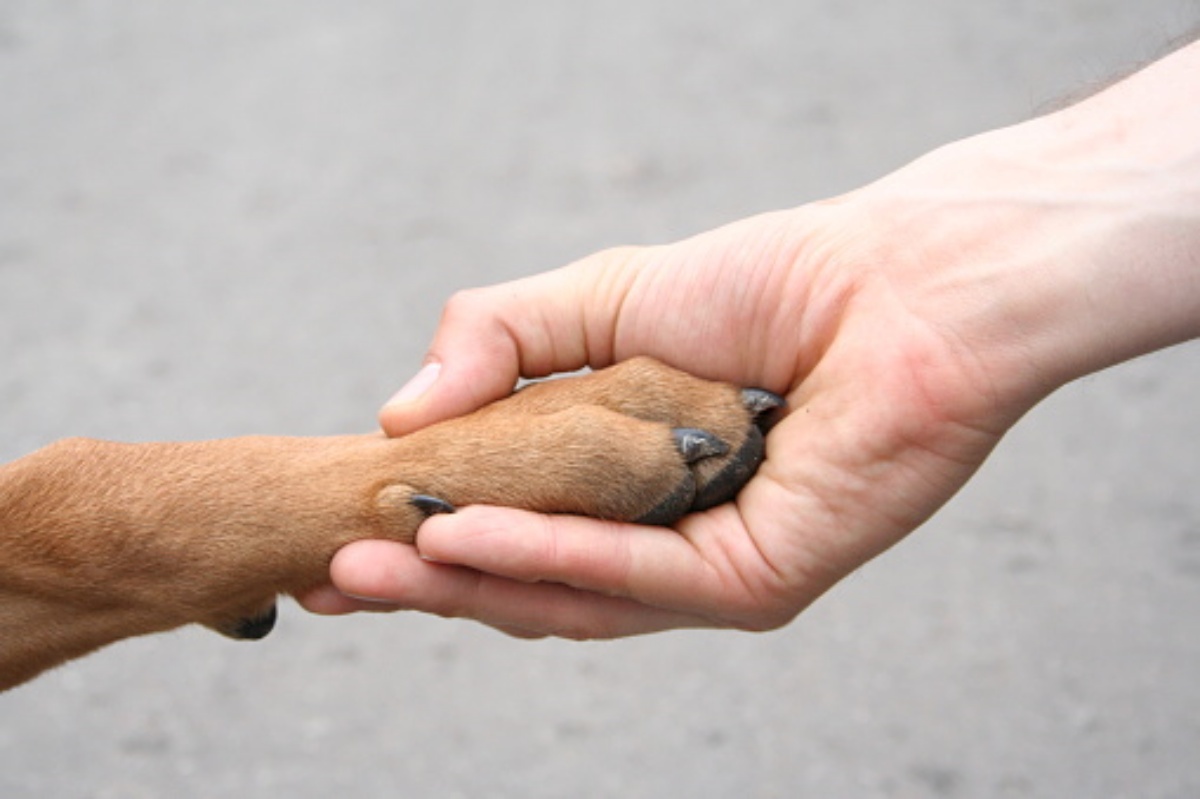 La storia della cagnolina Millie