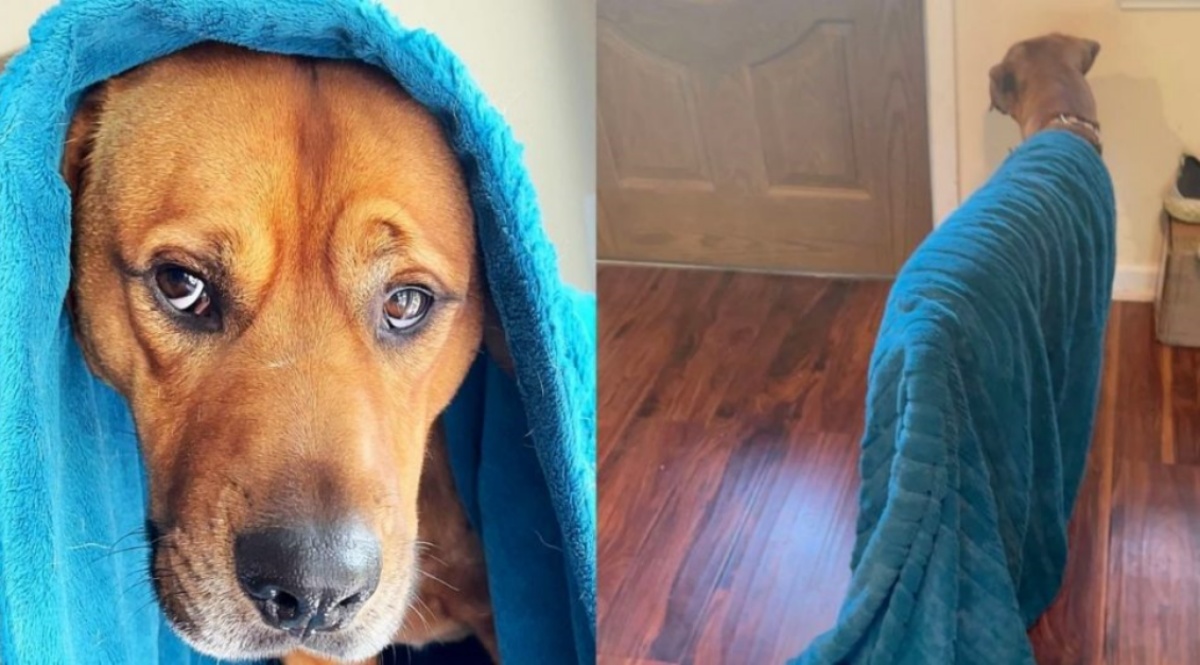 Myko, il cane che non si separa mai dalla sua coperta blu