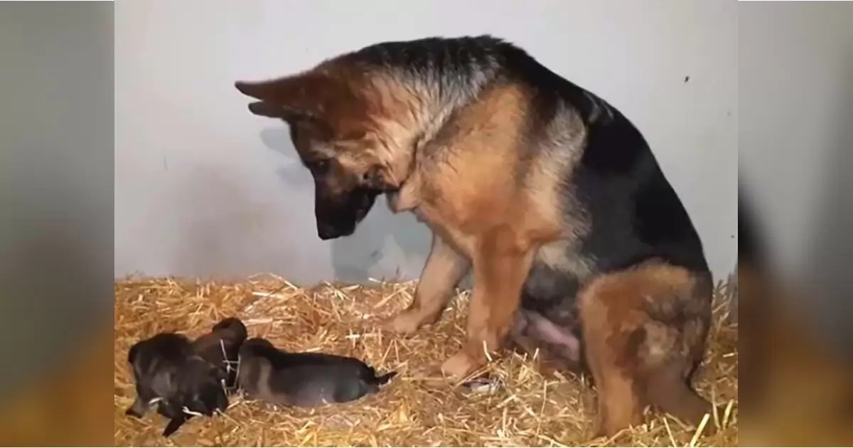 Il video di Pona