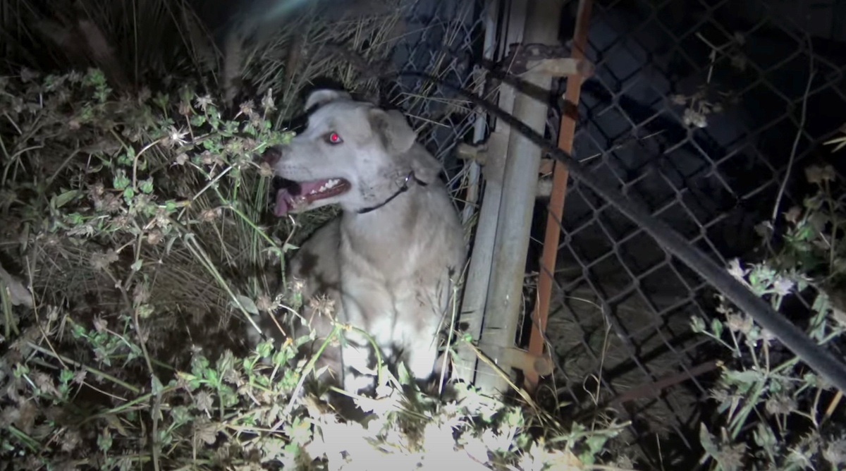 La storia del cane Prince, abbandonato in mezzo al nulla in gravi condizioni