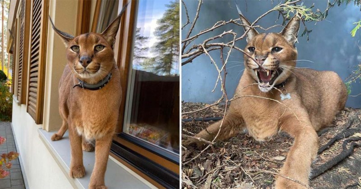 Il caracal addomesticato Pumbaa