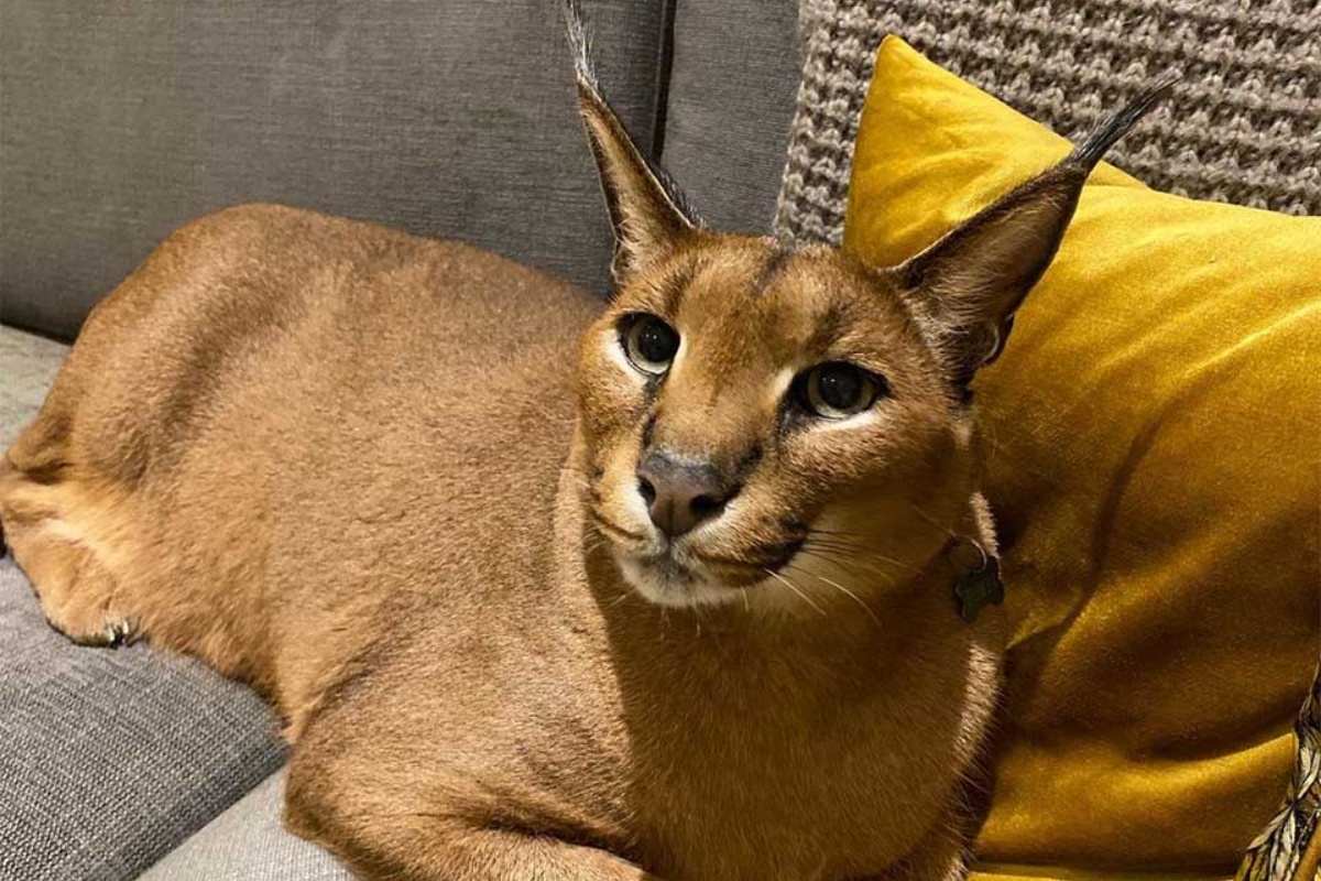 Il caracal addomesticato Pumbaa