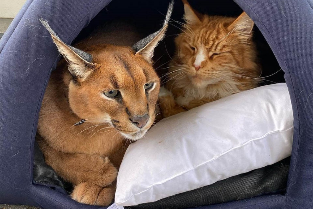 Il caracal addomesticato Pumbaa