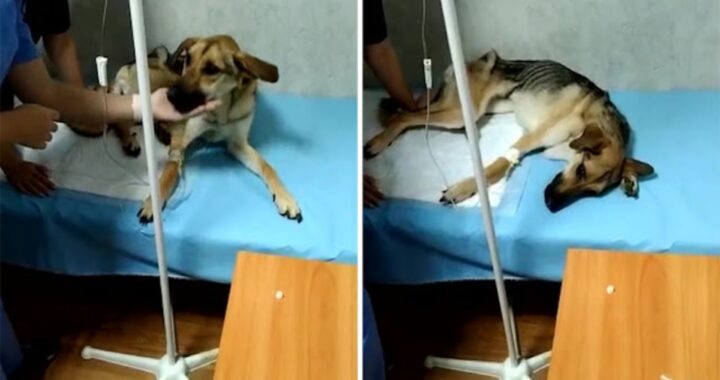 La disperazione del cane Rada