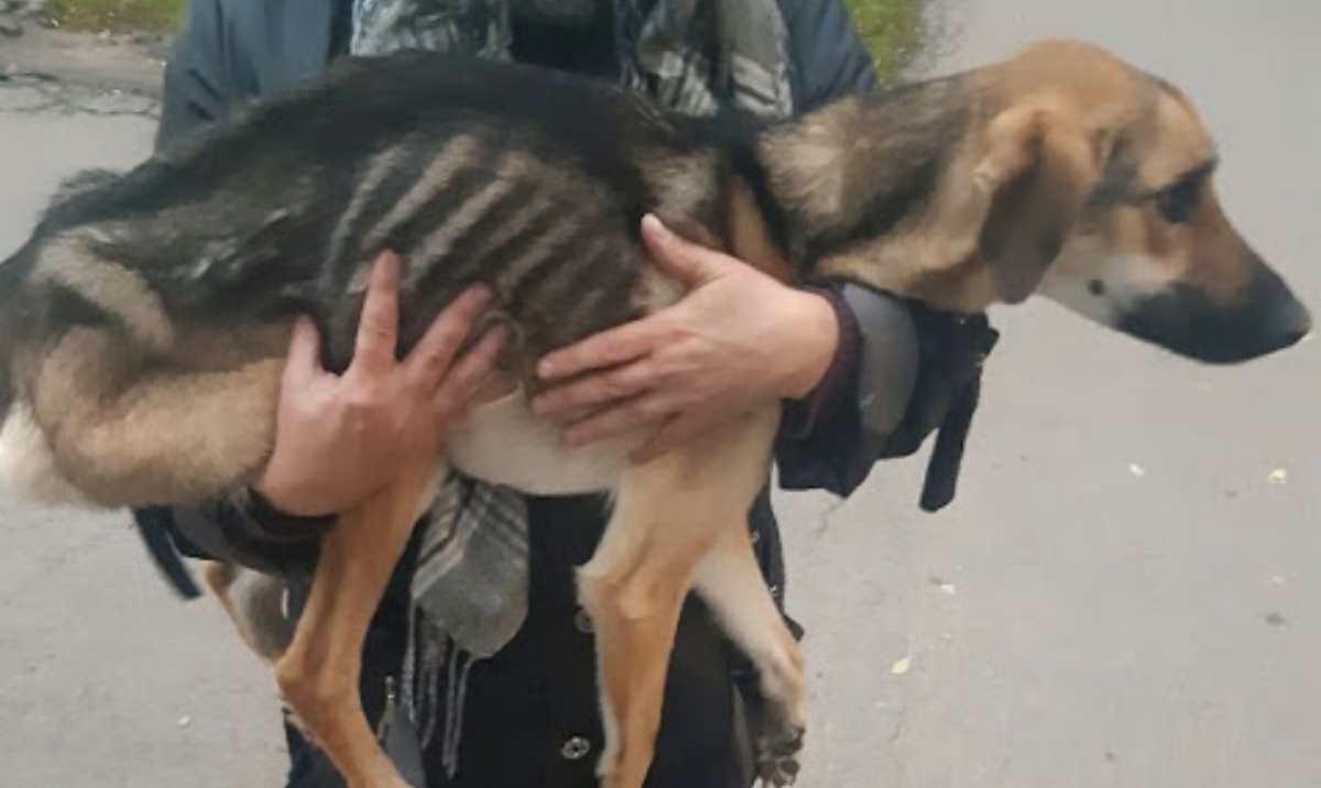 La disperazione del cane Rada