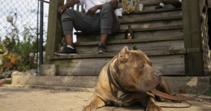 Rello il cane che ha salvato il suo papà