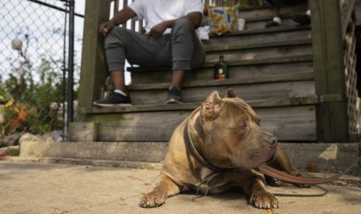 Rello il cane che ha salvato il suo papà 