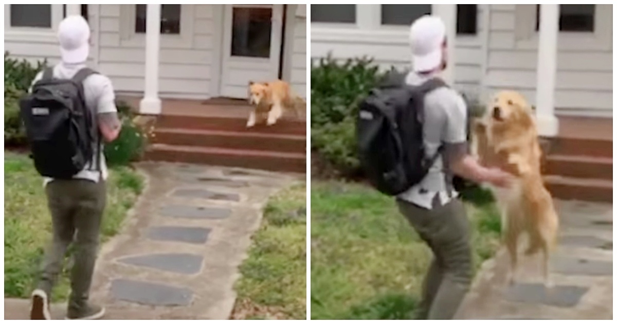 Il dolcissimo video del cane Riley