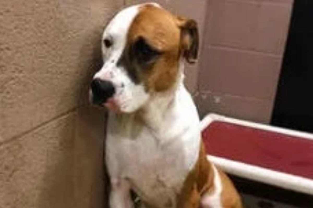 Sadie, the dog returned 4 times to the shelter