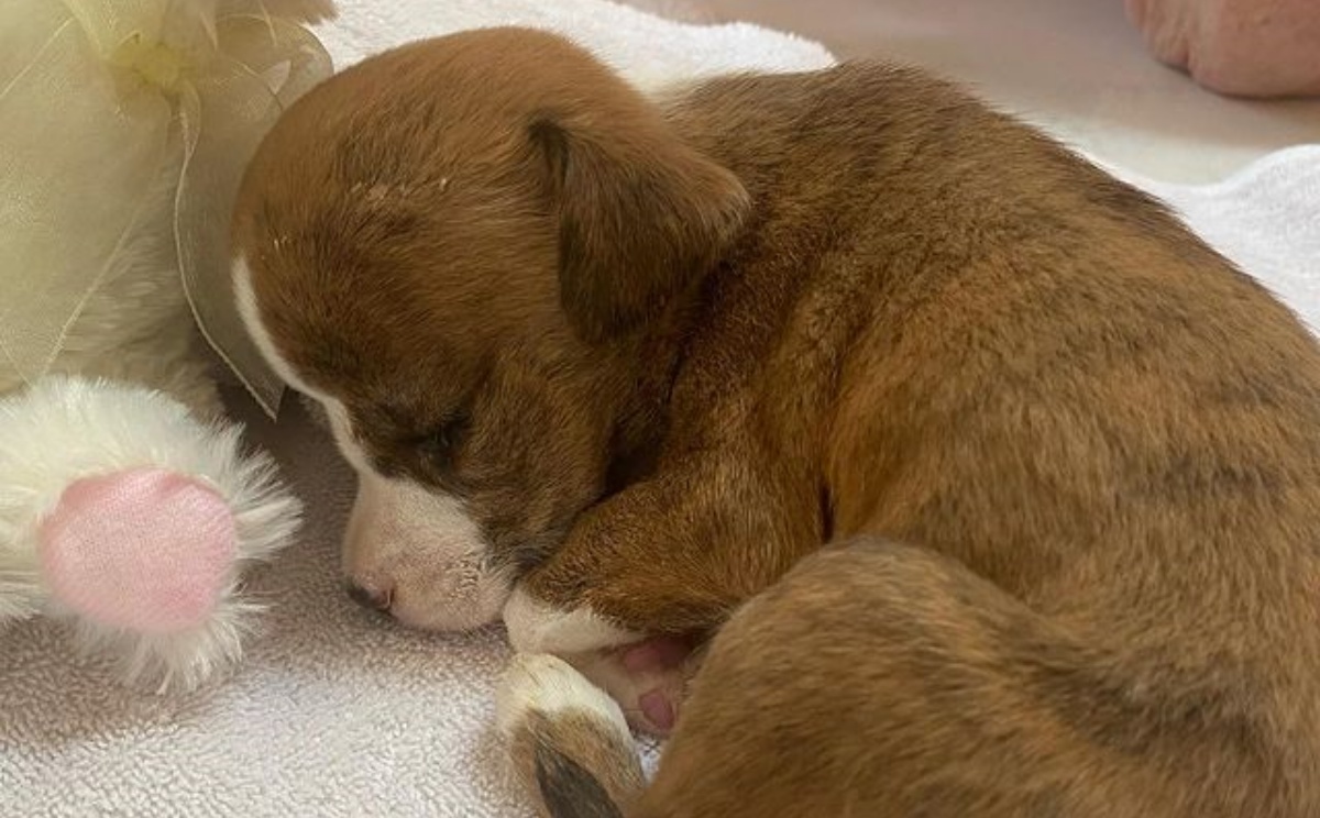 Sampson, il cane abbandonato dai suoi allevatori perché “diverso”