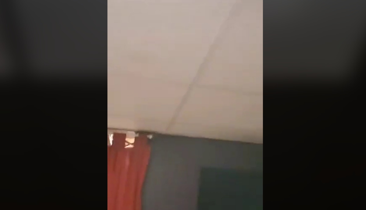 Il video del gatto Soup