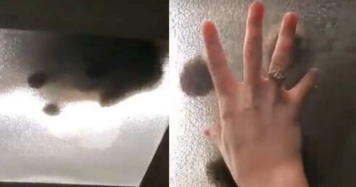 Il video del gatto Soup