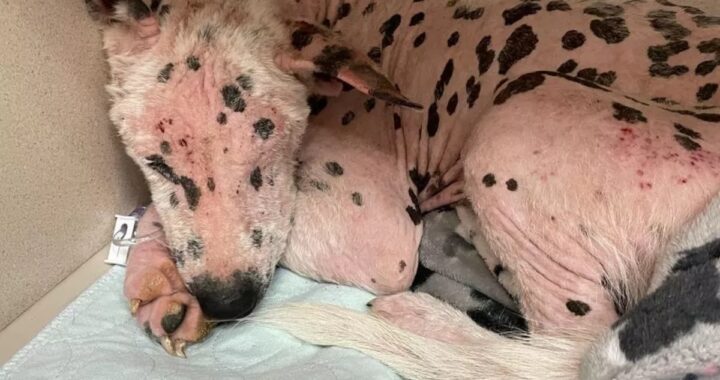 La straziante storia del cane Speckles