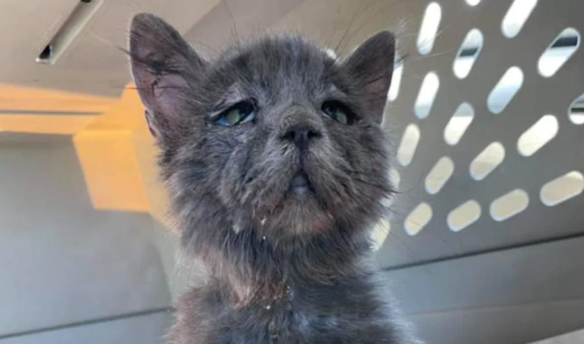 Teddy the cat with a rare syndrome