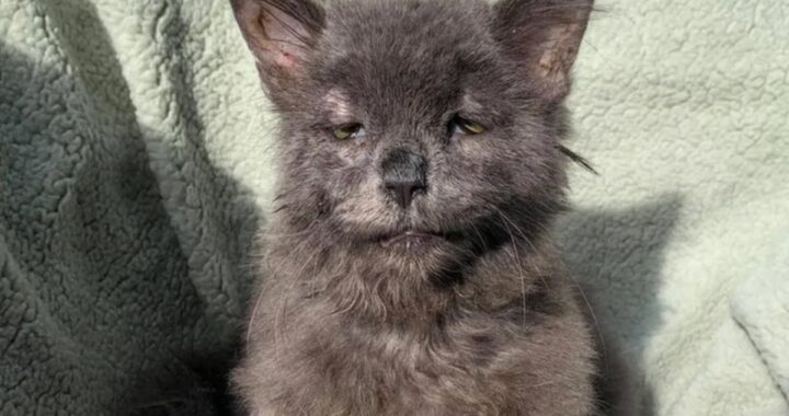 Teddy il gatto con una rara sindrome