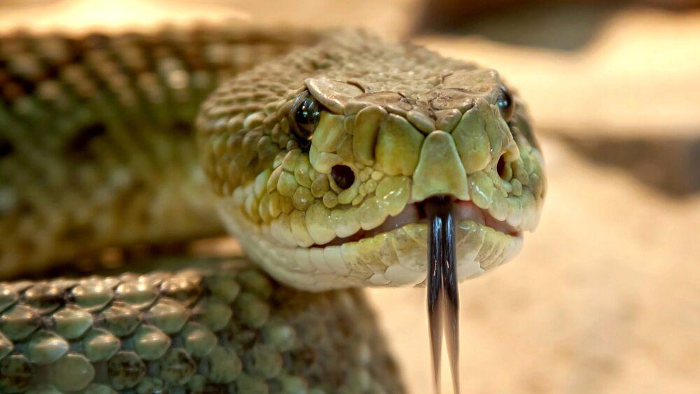 serpente