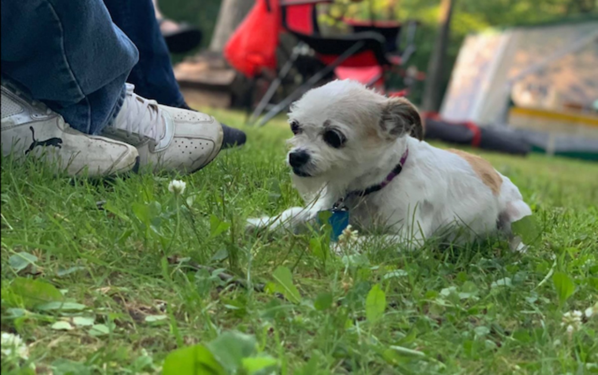 La storia della cagnolina Wendy