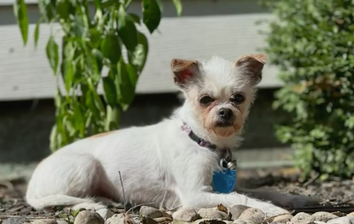La storia della cagnolina Wendy