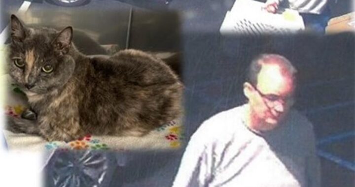 Willow il gatto abbandonato