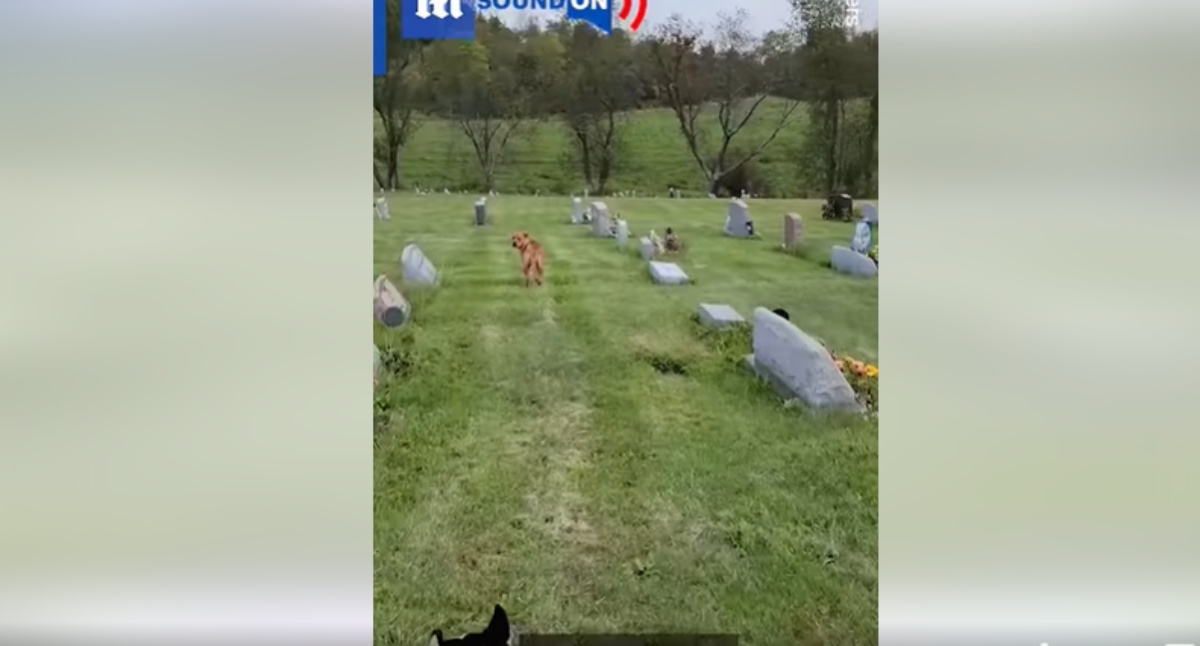 Il video del cane Zola