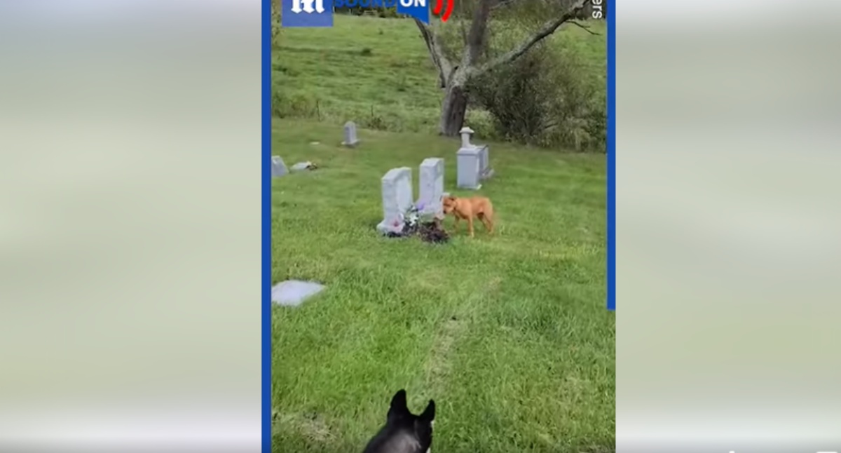 Il video del cane Zola