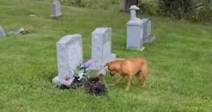 Il video del cane Zola