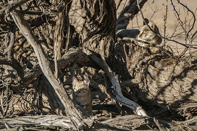 The mother in the upper right corner.  The child is in front of the image and peeks out from behind a branch in the center.