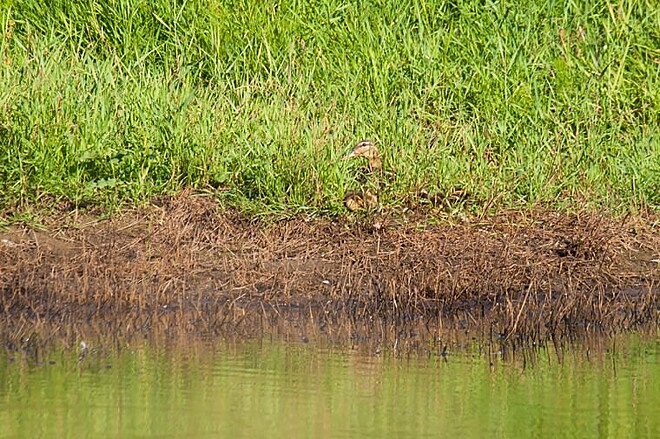 It is in the grass, located in the center of the image near the river bank.