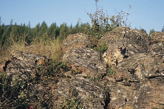 leopard stands out in the upper corner of the rock