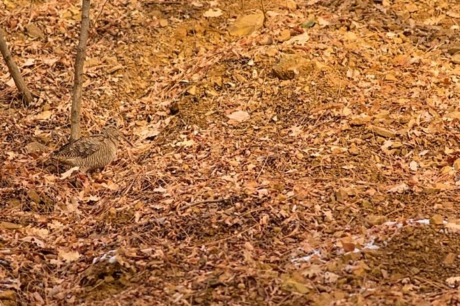 Si trova nell'angolo sinistro, vicino al ramo